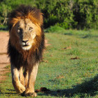Lion in South Africa