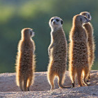 Meerkats in South Africa