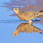 Namaqualand sandgrouse in South Africa