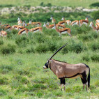 Oryx & springbok in South Africa