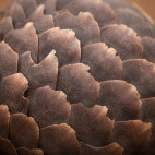 Pangolin in South Africa