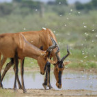 Red hartebeest in South Africa
