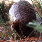 Temminck's pangolin in South Africa
