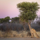 Lioness in South Africa