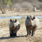 Black rhino and kudu in Kalahari Private Reserve, South Africa