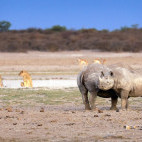 Black rhino and lion in Kalahari Private Reserve, South Africa