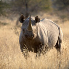 Black rhino in Kalahari Private Reserve, South Africa