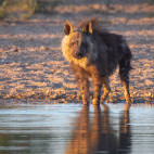 Brown hyena in Kalahari Private Reserve, South Africa