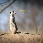 Meerkat in Kalahari Private Reserve, South Africa