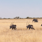 Oryx and elephant in Kalahari Private Reserve, South Africa