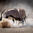 Oryx in Kalahari Private Reserve, South Africa