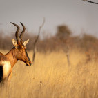 Red hartebeest in Kalahari Private Reserve, South Africa