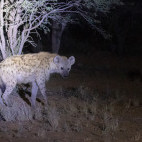 Spotted hyena in Kalahari Private Reserve, South Africa