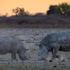 White rhino in Kalahari Private Reserve, South Africa