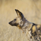Wild dog in Kalahari Private Reserve, South Africa