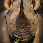 Black rhino in Kariega Reserve, South Africa.