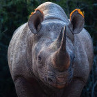 Black rhino in Kariega Reserve, South Africa.
