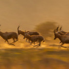 Blesbok in Kariega Reserve, South Africa.