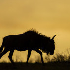 Blue wildebeest in Kariega Reserve, South Africa.