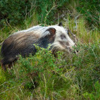Bush pig in Kariega Reserve, South Africa.