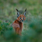 Caracal in Kariega Reserve, South Africa.