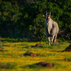 Eland in Kariega Reserve, South Africa.