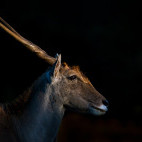 Eland in Kariega Reserve, South Africa.