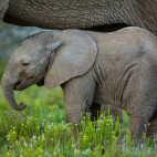 Elephant in Kariega Reserve, South Africa.