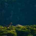 Giraffe in Kariega Reserve, South Africa.