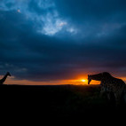 Giraffe in Kariega Reserve, South Africa.