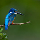Half-collared kingfisher in Kariega Reserve, South Africa.