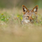 Jackal in Kariega Reserve, South Africa.