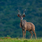 Kudu in Kariega Reserve, South Africa.
