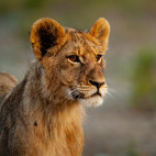 Lion cub in Kariega Reserve, South Africa.