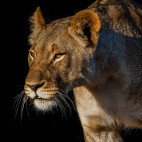 Lion in Kariega Reserve, South Africa.