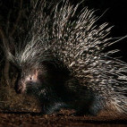 Porcupine in Kariega Reserve, South Africa.