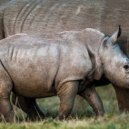 White rhino in Kariega Reserve, South Africa.