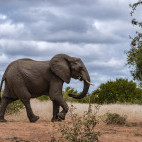 African elephant in Klaserie Private Nature Reserve, South Africa