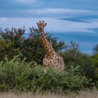 Giraffe in Klaserie Private Nature Reserve, South Africa
