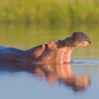 Hippo in Klaserie Private Nature Reserve, South Africa