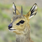 Klipspringer in Hluhluwe-iMfolozi Park, South Africa