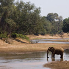 African elephant in Kruger National Park, South Africa
