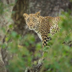 Leopard in Kruger National Park, South Africa
