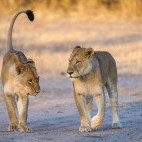 Lion in Kruger National Park, South Africa