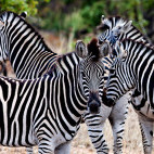Zebra in Kruger National Park, South Africa