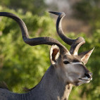 Kudu