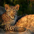 Leopard cub in South Africa