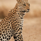 Leopard in the Kalahari Desert, South Africa