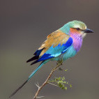 Lilac-breasted roller in South Africa