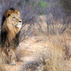 Lion in Kalahari Private Reserve, South Africa